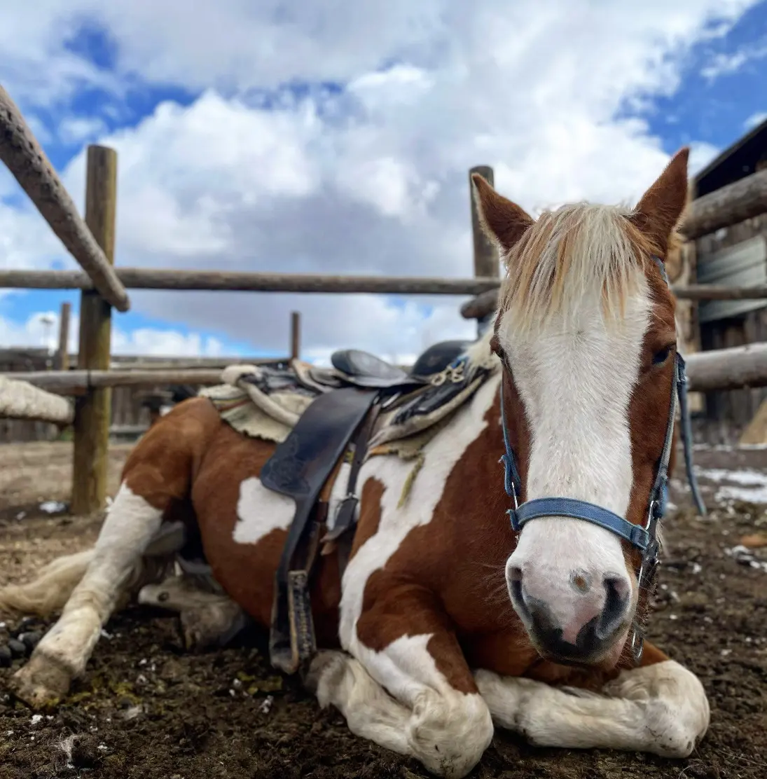Horse lying down in fenced area.