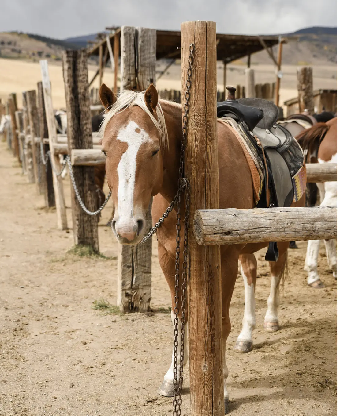 Brown horse tied to wooden post.