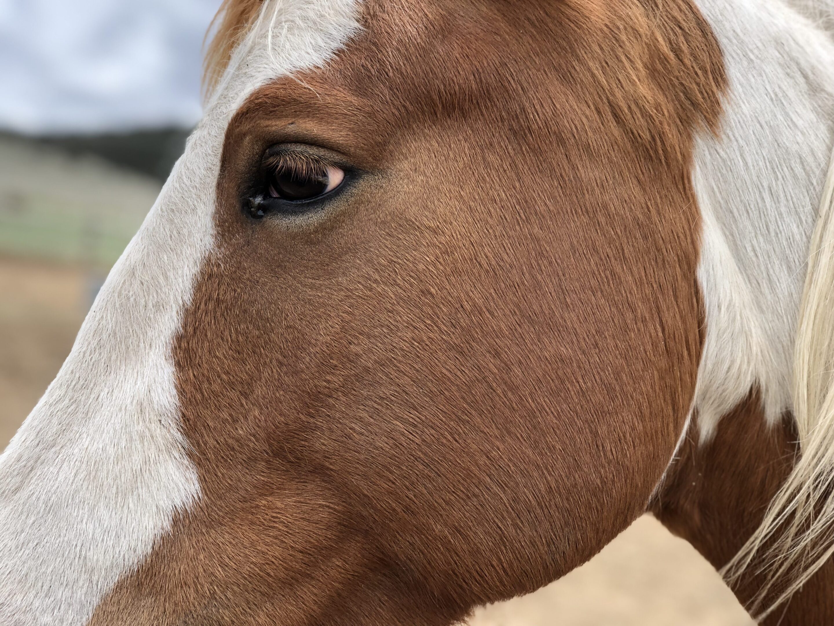 Close-up of brown and white horse.