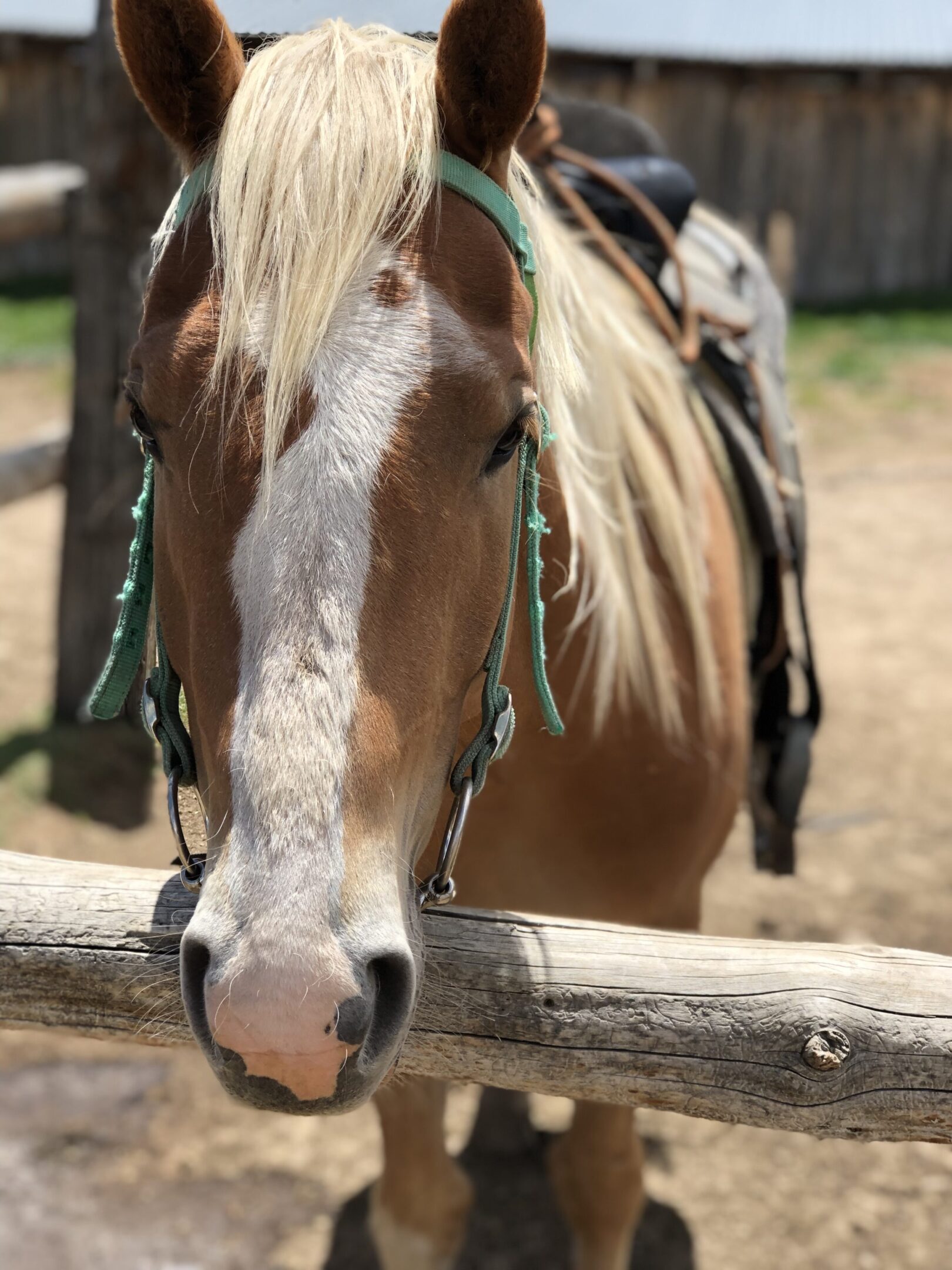 Horse with bridle standing by fence.