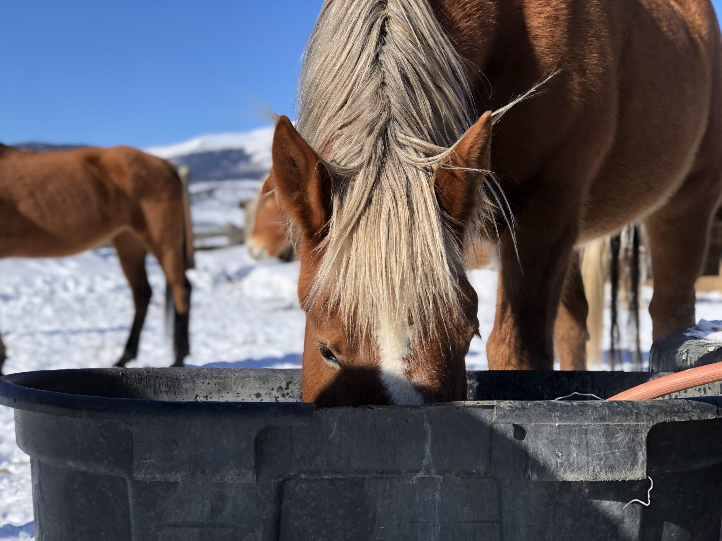 Horse drinking from trough in snowy field.